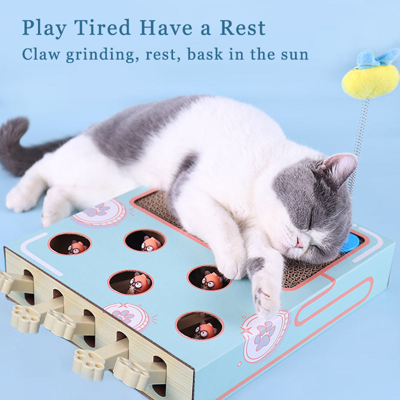 Funny Cat Scratching Board